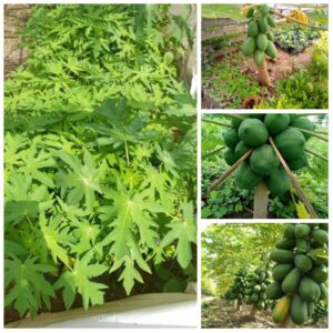 pawpaw seedlings
